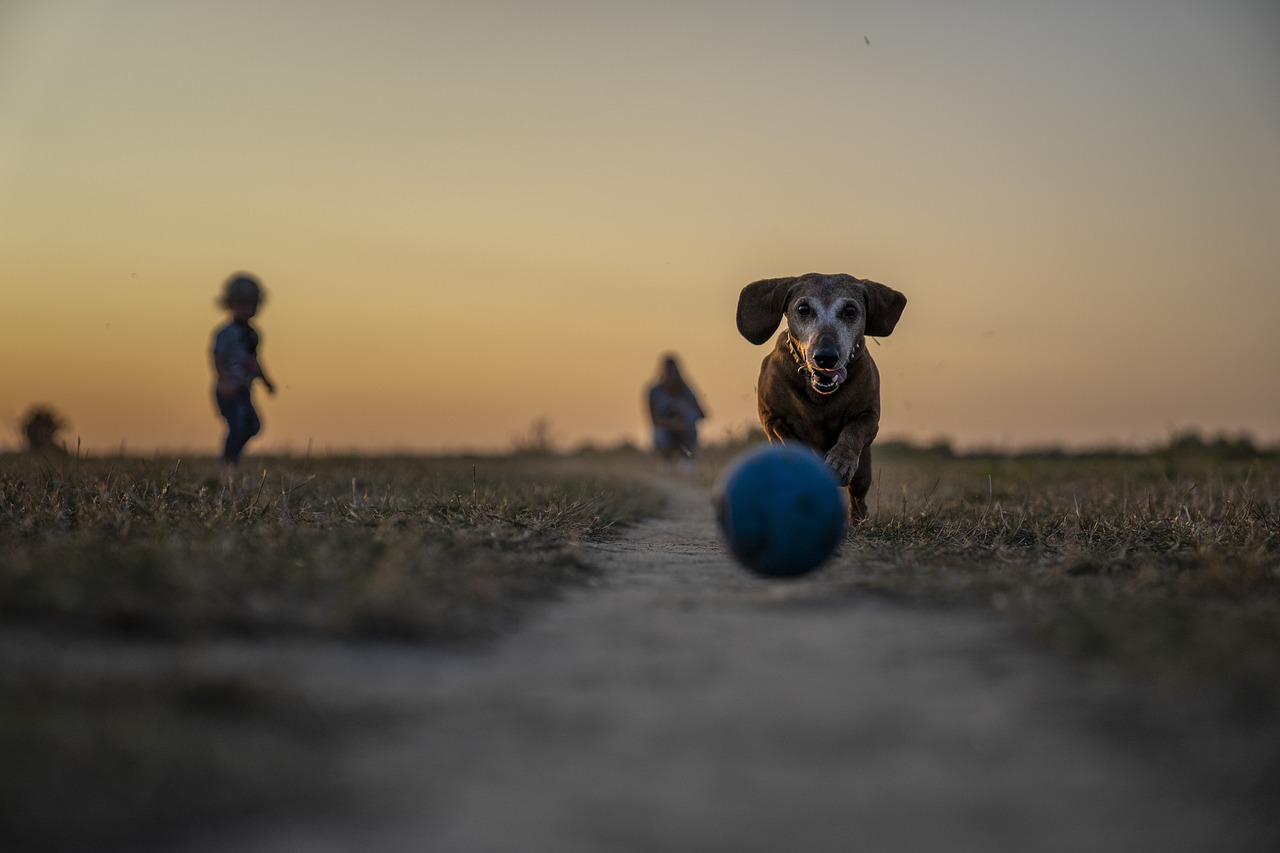 How to Train Your Pet to Sit